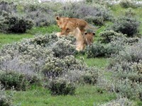 03_Etosha_1_0900.jpg