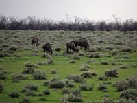 03_Etosha_1_0940.jpg