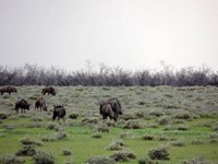 03_Etosha_1_0960.jpg