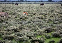 03_Etosha_1_1000.jpg