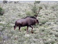 03_Etosha_1_1020.jpg