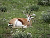 03_Etosha_1_1180.jpg