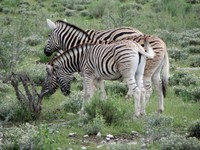 03_Etosha_1_1260.jpg