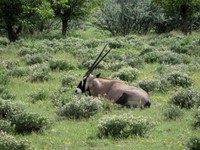 03_Etosha_1_1280.jpg