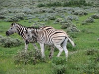 03_Etosha_1_1320.jpg