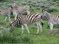 03_Etosha_1_1360.jpg