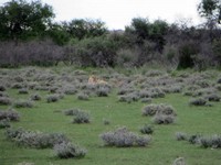 03_Etosha_1_1380.jpg