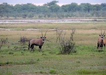 04_Etosha_2_0010.jpg