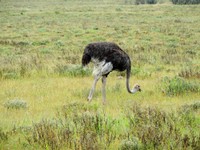 04_Etosha_2_0210.jpg