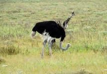 04_Etosha_2_0230.jpg