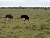 04_Etosha_2_0235.jpg