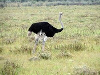 04_Etosha_2_0240.jpg