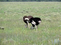 04_Etosha_2_0245.jpg