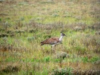 04_Etosha_2_0310.jpg