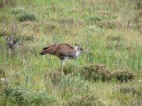 04_Etosha_2_0320.jpg