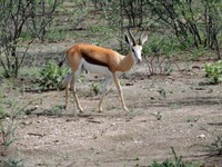 04_Etosha_2_0370.jpg