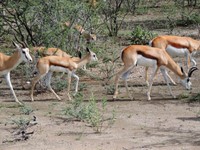 04_Etosha_2_0390.jpg