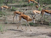 04_Etosha_2_0410.jpg