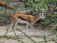 04_Etosha_2_0430.jpg