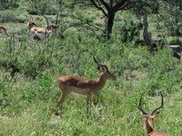 04_Etosha_2_0450.jpg