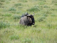 04_Etosha_2_0650.jpg