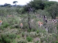 04_Etosha_2_1110.jpg