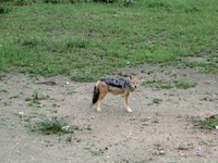 04_Etosha_2_1150.jpg