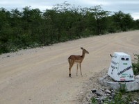 04_Etosha_2_1310.jpg