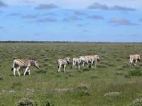 04_Etosha_2_1590.jpg