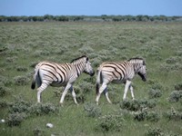 04_Etosha_2_1610.jpg