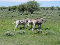 04_Etosha_2_1620.jpg