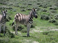 04_Etosha_2_1710.jpg