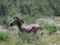 04_Etosha_2_1790.jpg