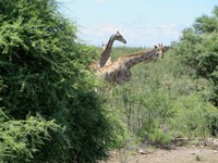 04_Etosha_2_1890.jpg