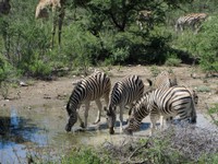 04_Etosha_2_1950.jpg