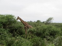 04_Etosha_2_1955.jpg