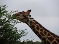 04_Etosha_2_1960.jpg