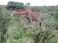 04_Etosha_2_1965.jpg