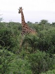 04_Etosha_2_1967.jpg