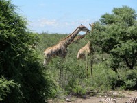 04_Etosha_2_1970.jpg