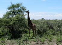 04_Etosha_2_1990.jpg