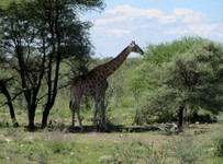 04_Etosha_2_2130.jpg