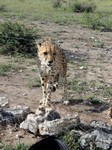 04_Etosha_2_3790.jpg