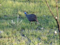 05_Etosha_3_0070.jpg