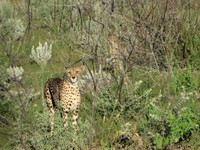 05_Etosha_3_0105.jpg