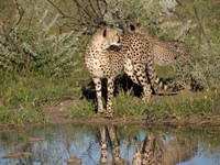 05_Etosha_3_0250.jpg