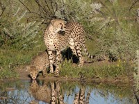 05_Etosha_3_0340.jpg