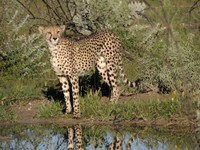 05_Etosha_3_0400.jpg