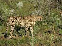 05_Etosha_3_0430.jpg