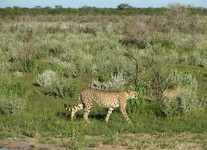 05_Etosha_3_0434.jpg